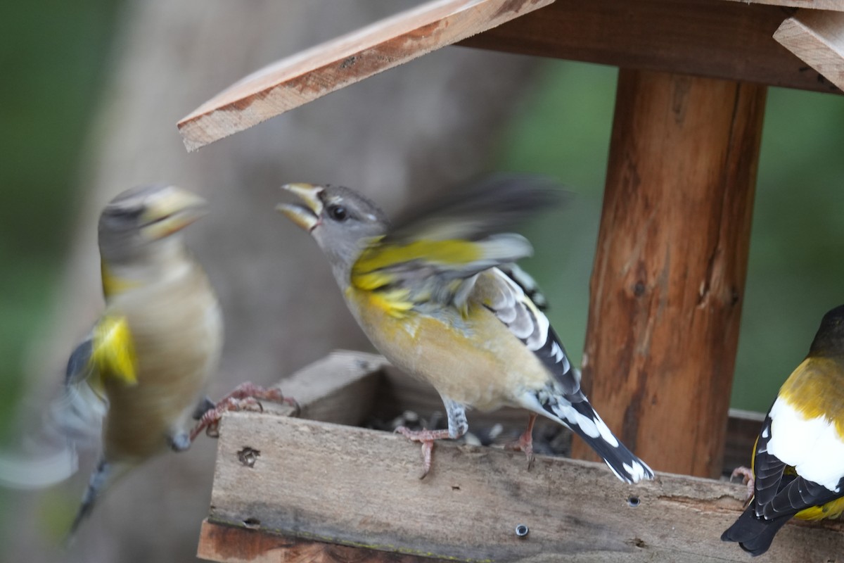 Evening Grosbeak - ML646454197