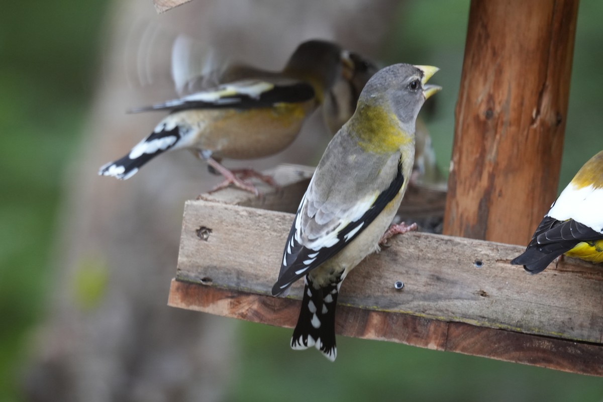 Evening Grosbeak - ML646454198