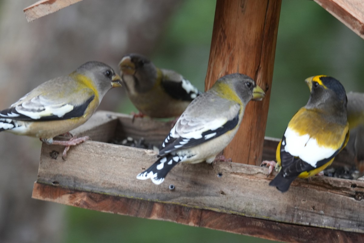 Evening Grosbeak - ML646454199