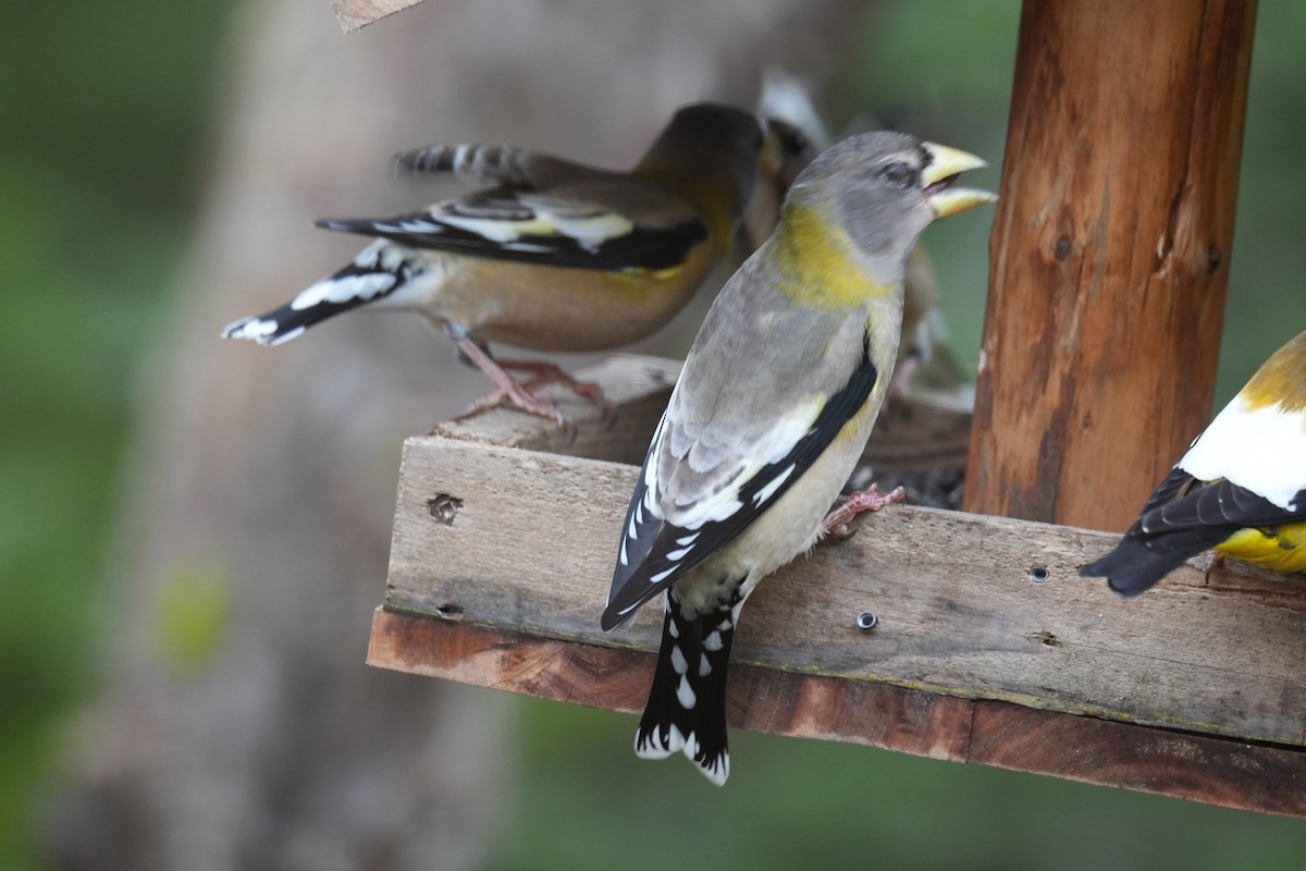 Evening Grosbeak - ML646454200