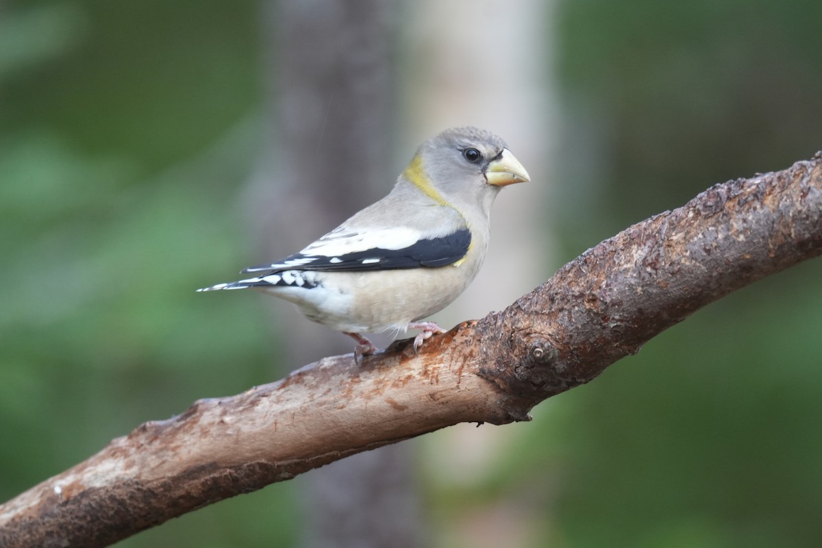 Evening Grosbeak - ML646454201