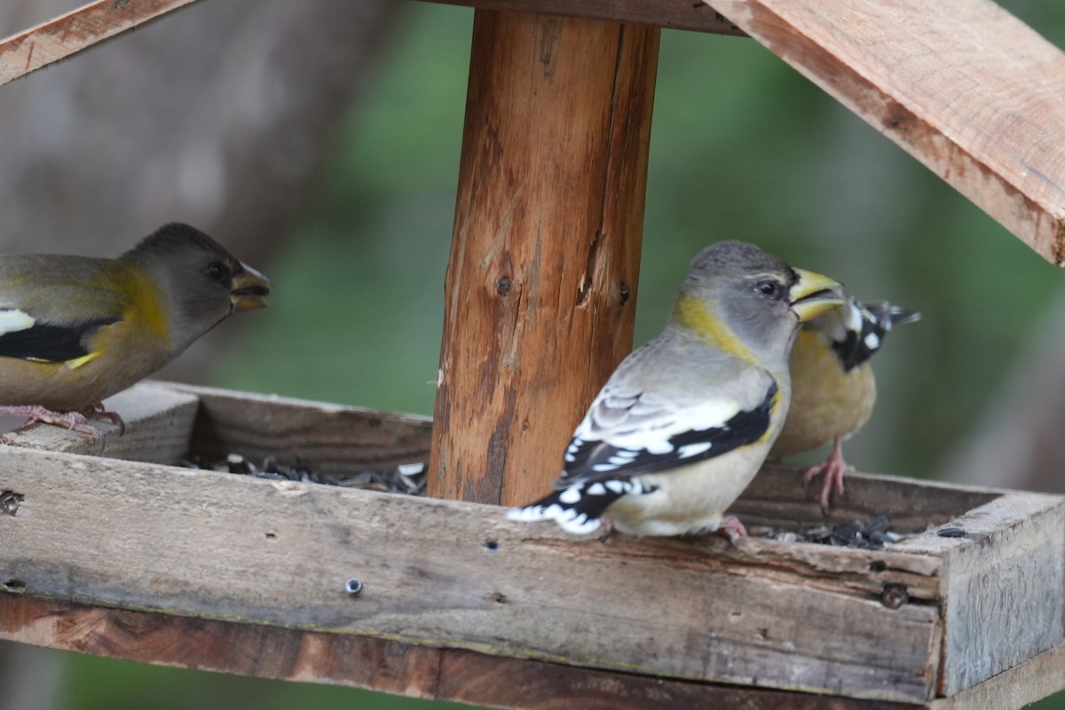 Evening Grosbeak - ML646454202
