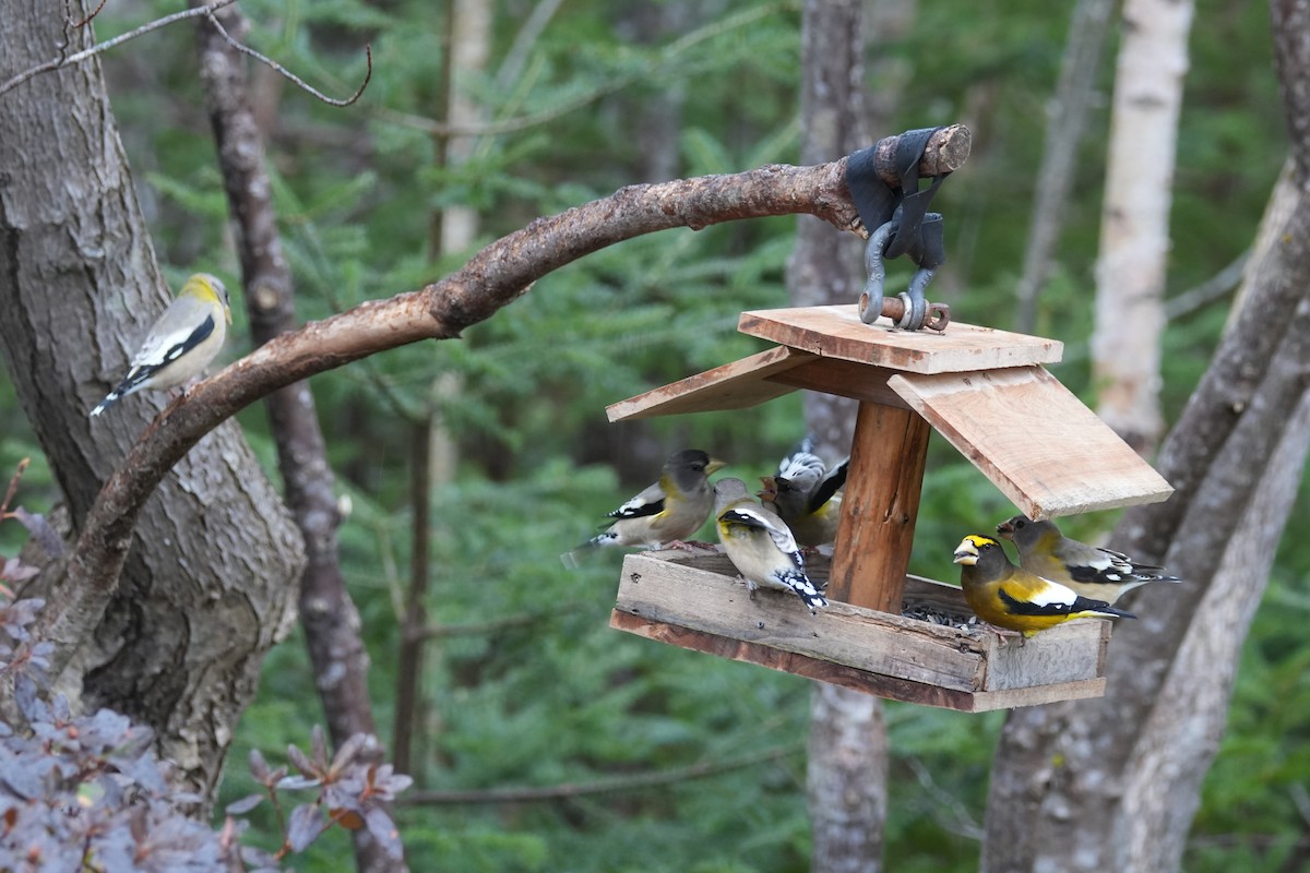 Evening Grosbeak - ML646454203