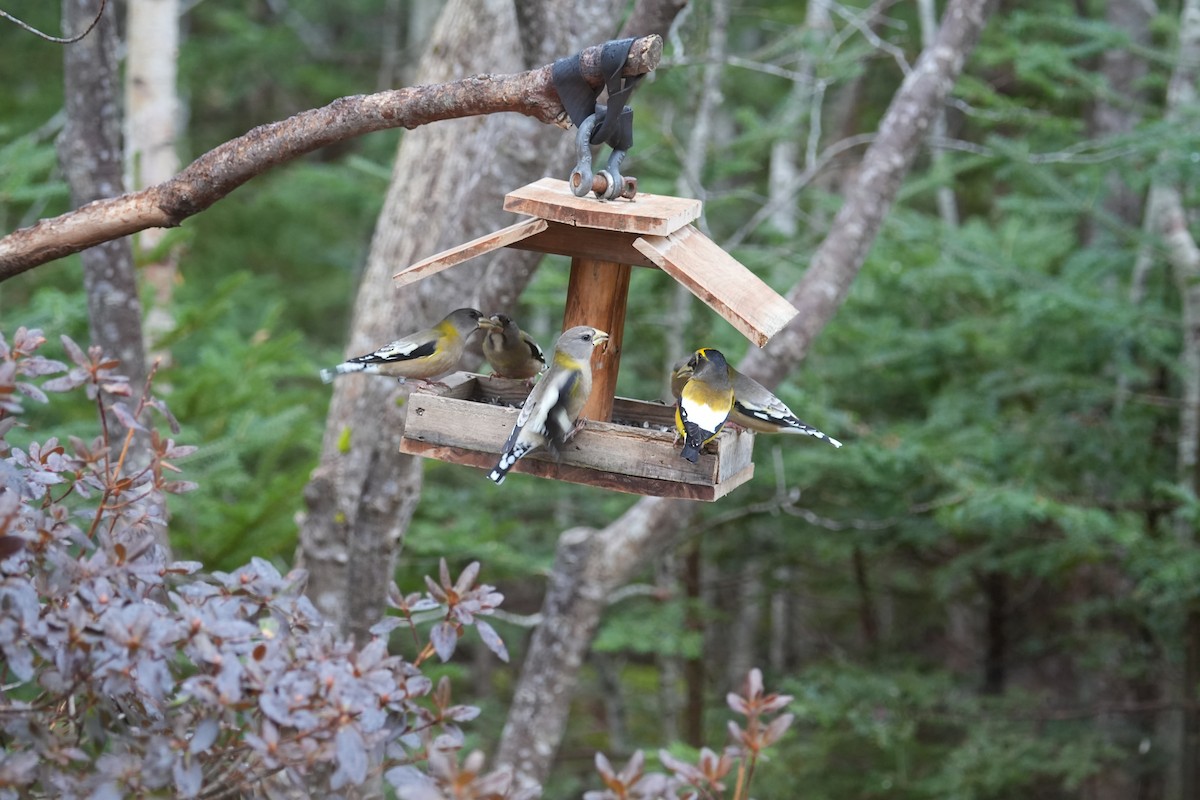 Evening Grosbeak - ML646454204