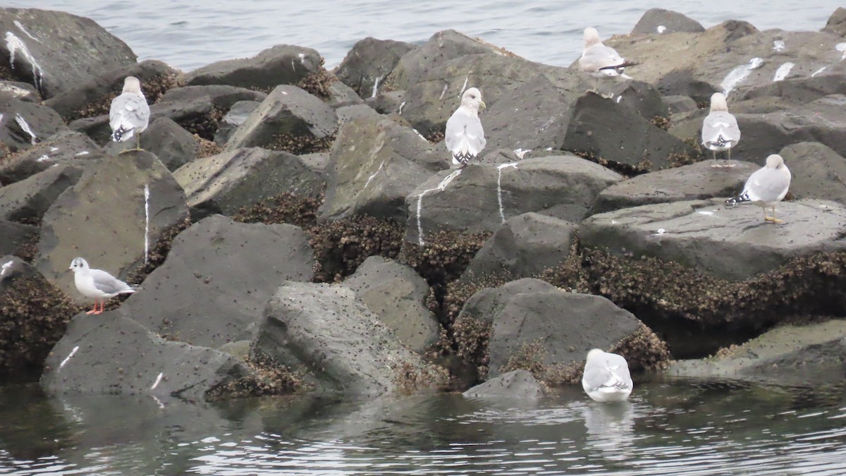 Bonaparte's Gull - ML646454205