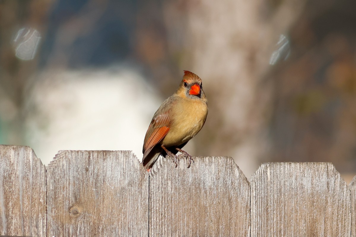 Northern Cardinal - ML646454206