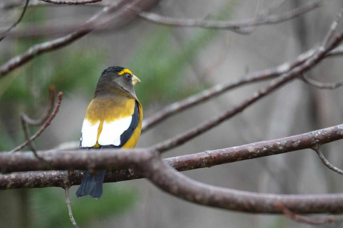 Evening Grosbeak - ML646454207