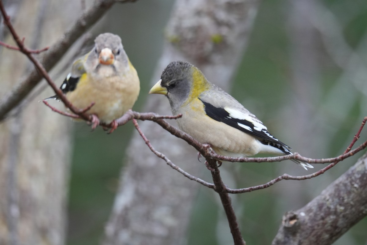 Evening Grosbeak - ML646454208
