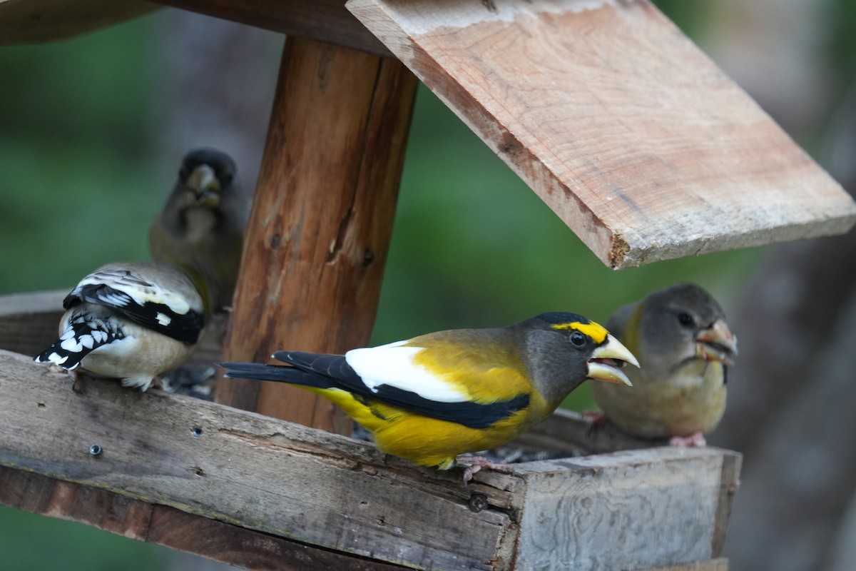 Evening Grosbeak - ML646454209