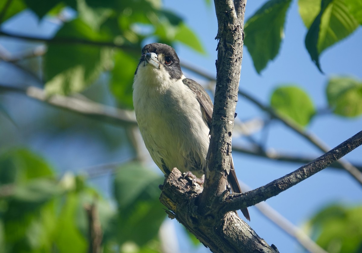 Gray Butcherbird - ML646454216