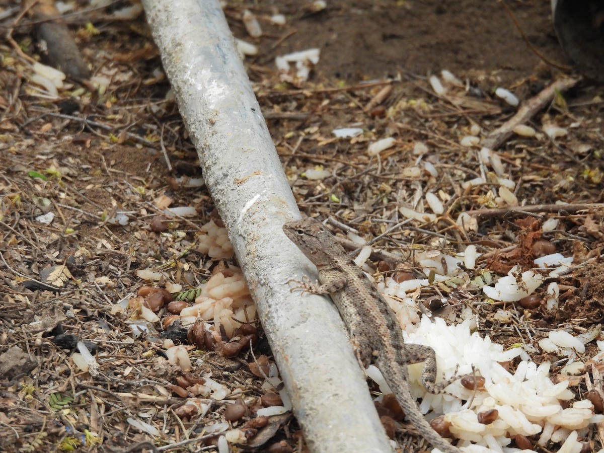 Knobbed Pacific Iguana - ML646454217