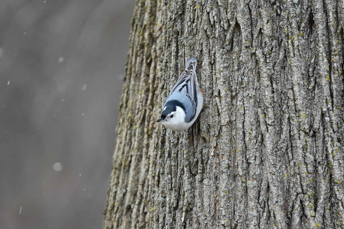 White-breasted Nuthatch - ML646454218