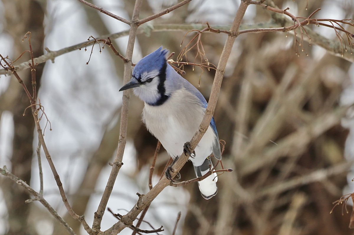 Blue Jay - ML646454226
