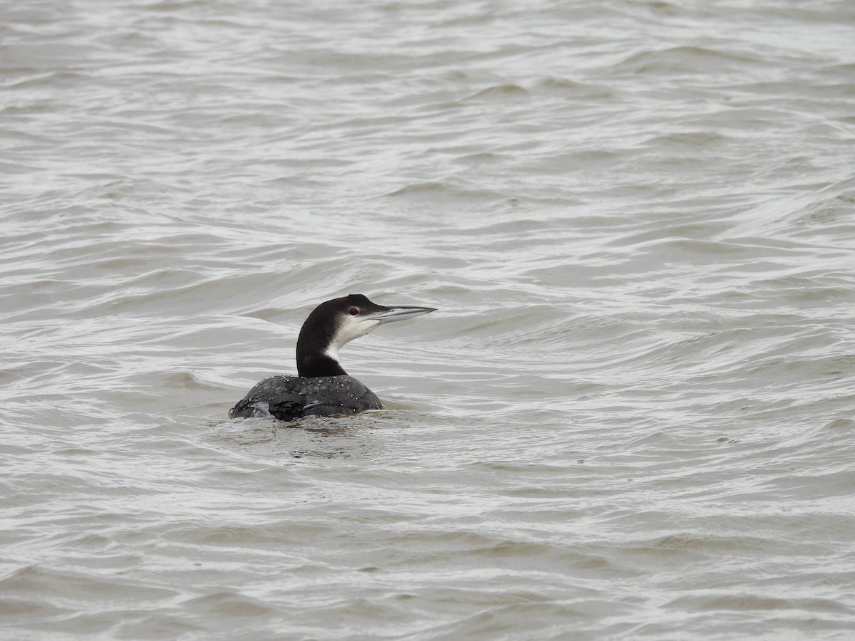 Common Loon - ML646454227