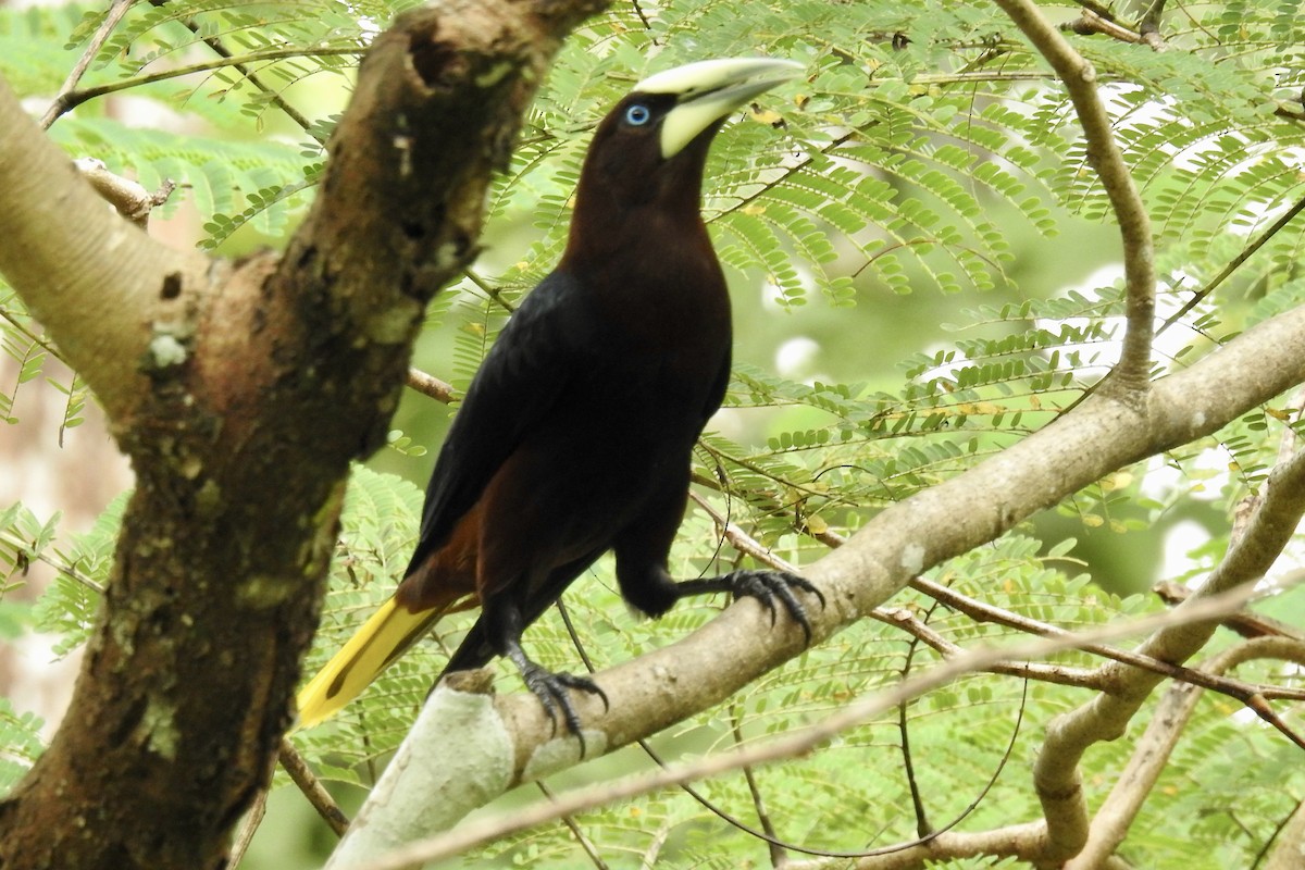 Chestnut-headed Oropendola - ML646454229
