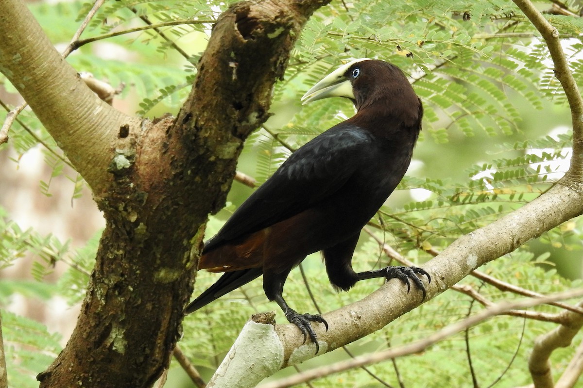 Chestnut-headed Oropendola - ML646454230