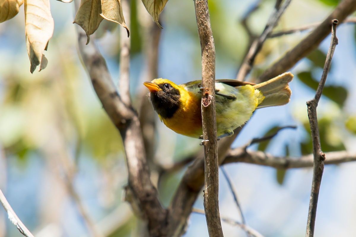 Guira Tanager - ML646454231