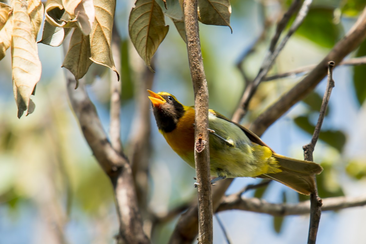 Guira Tanager - ML646454232