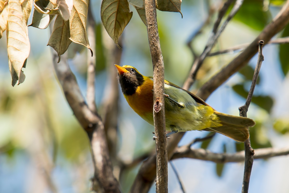 Guira Tanager - ML646454233