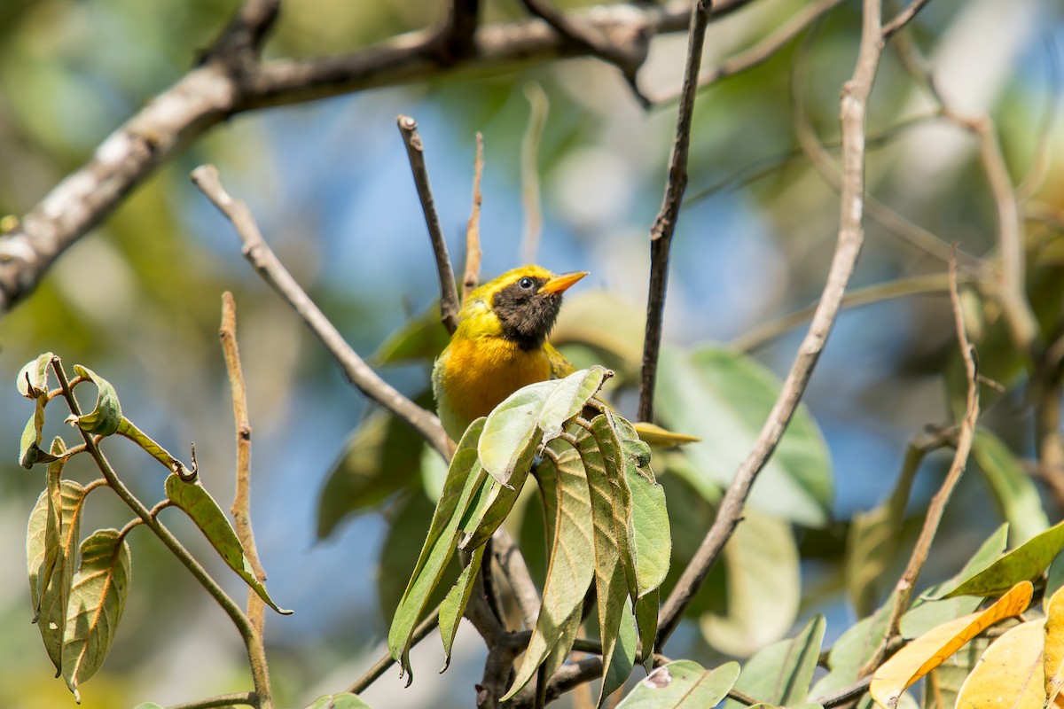 Guira Tanager - ML646454234