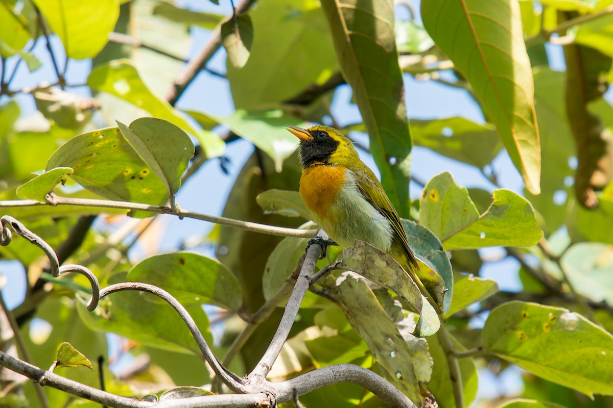 Guira Tanager - ML646454235