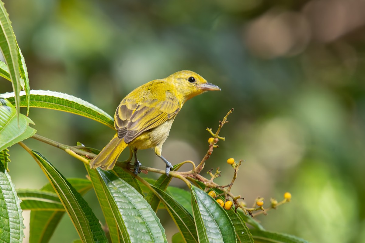 Guira Tanager - ML646454236