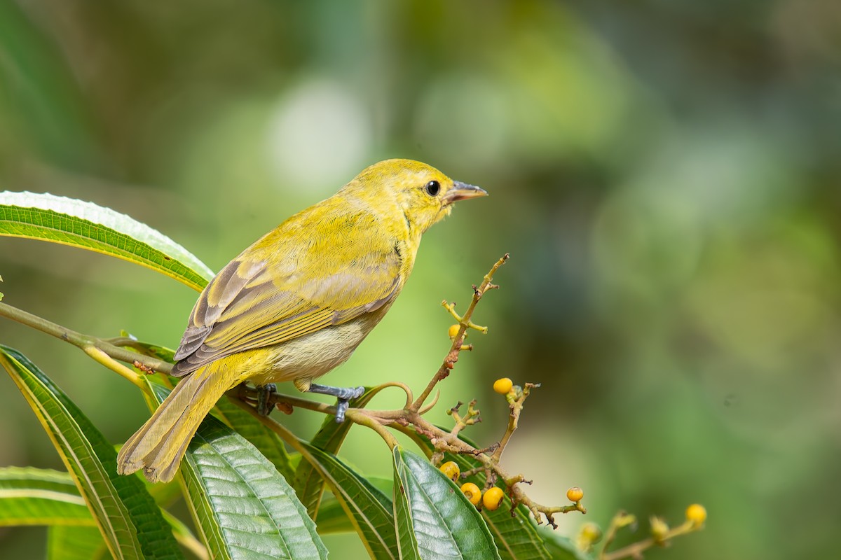 Guira Tanager - ML646454237