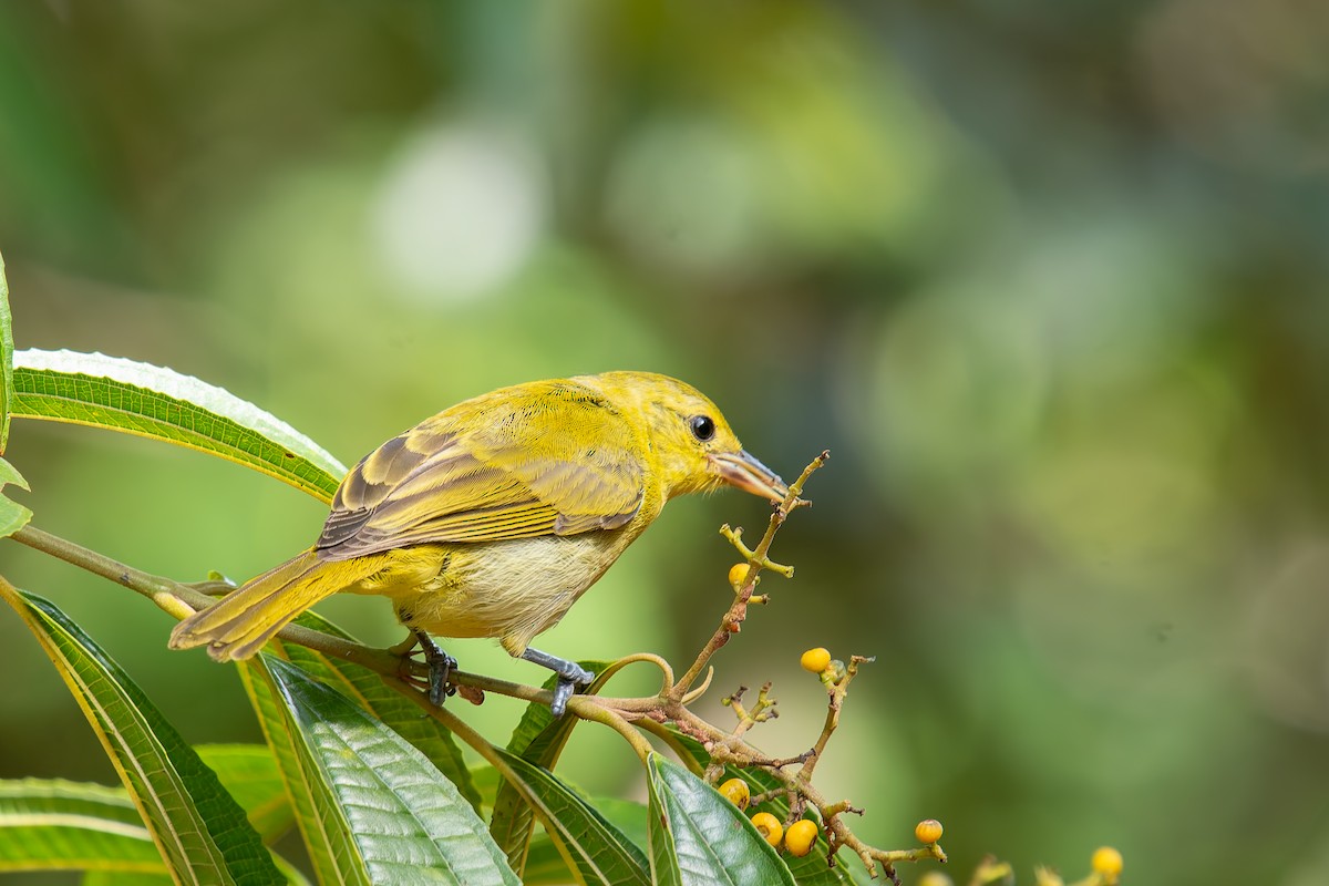 Guira Tanager - ML646454238