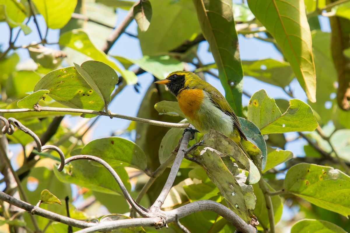 Guira Tanager - ML646454239