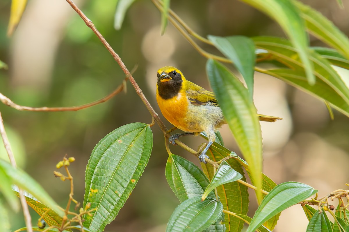 Guira Tanager - ML646454240