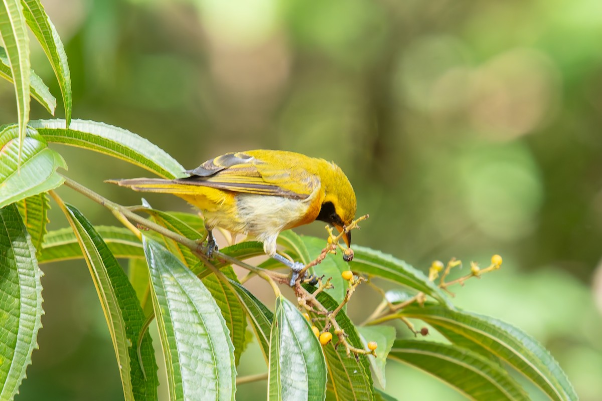 Guira Tanager - ML646454241