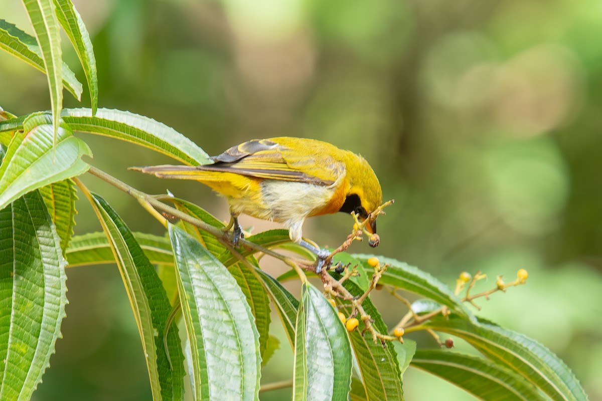 Guira Tanager - ML646454242
