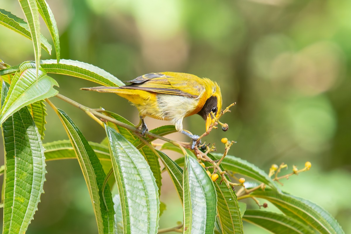 Guira Tanager - ML646454243