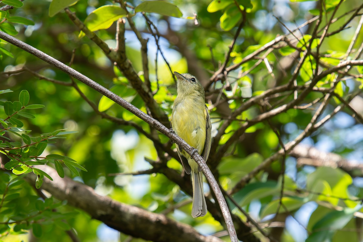Yellow-olive Flatbill - ML646454244