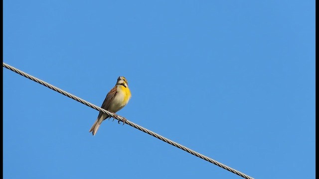 Dickcissel - ML646454246