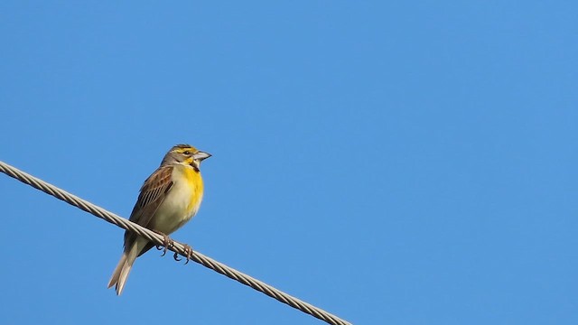 Dickcissel - ML646454247