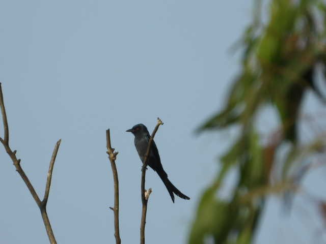 Ashy Drongo - ML646454250