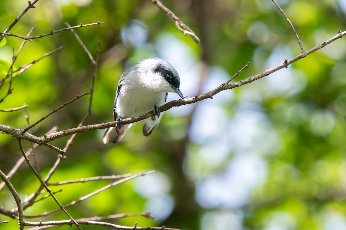 Masked Gnatcatcher - ML646454253