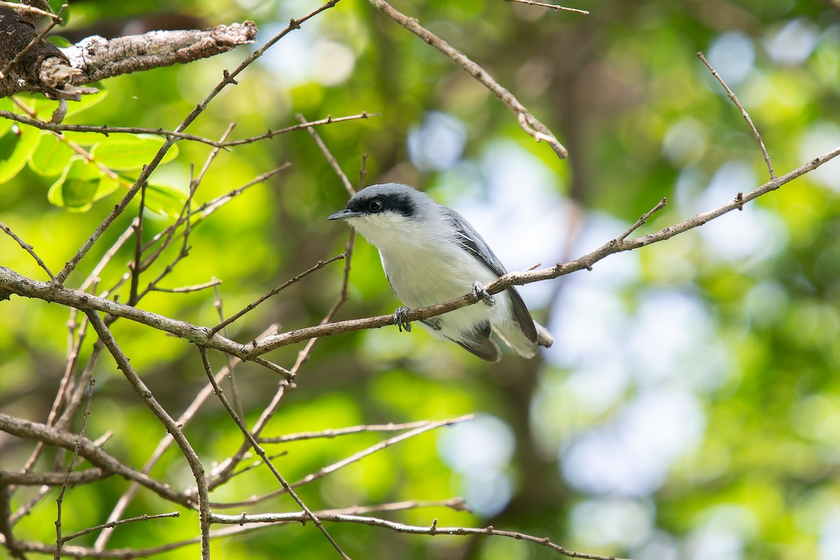 Masked Gnatcatcher - ML646454254