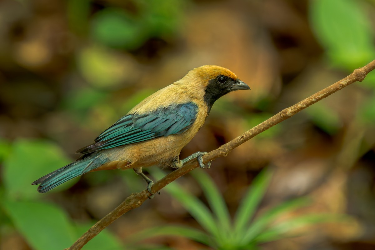 Burnished-buff Tanager - ML646454259