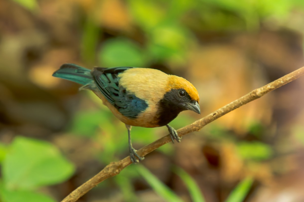 Burnished-buff Tanager - ML646454260
