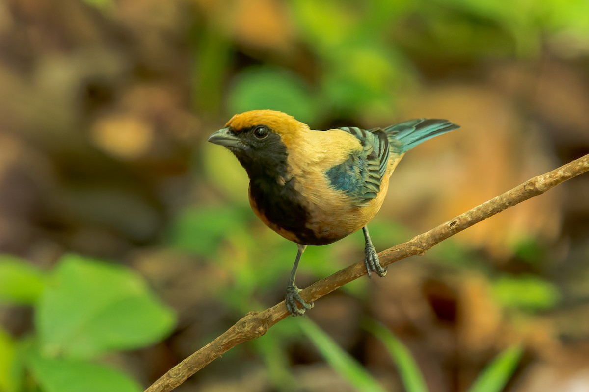 Burnished-buff Tanager - ML646454261