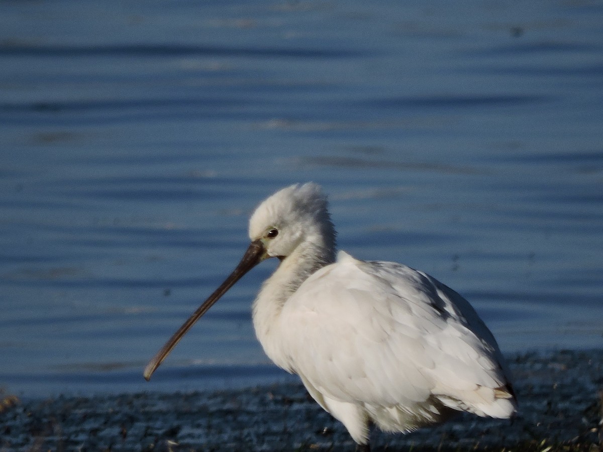 Eurasian Spoonbill - ML646454262