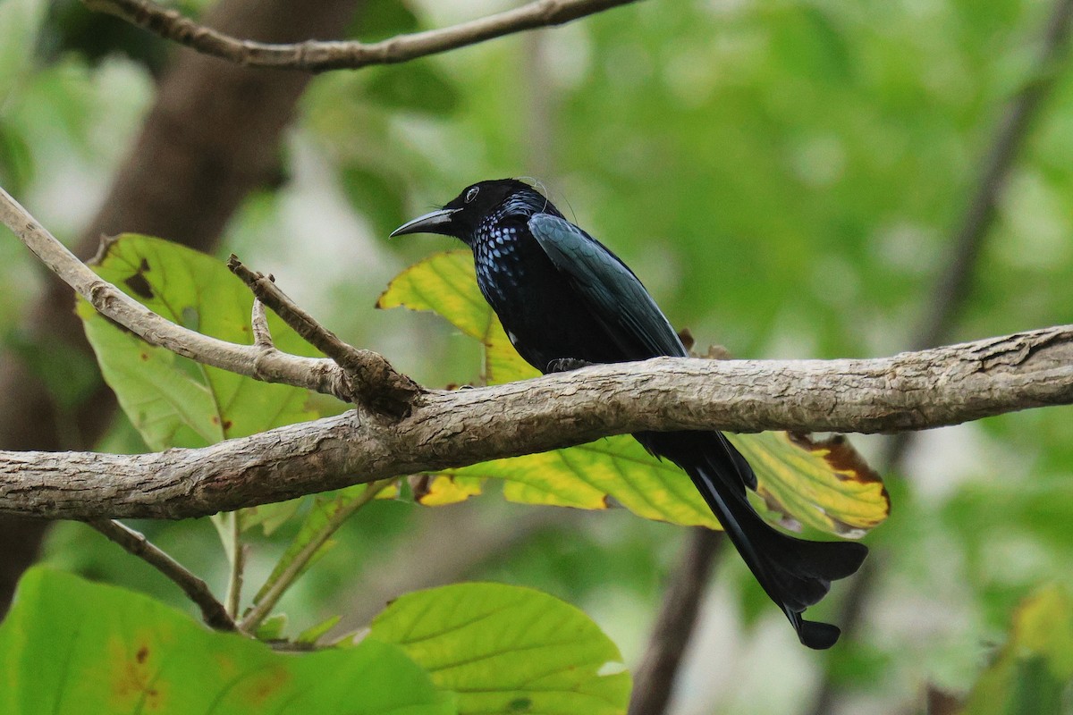 Hair-crested Drongo - ML646454266