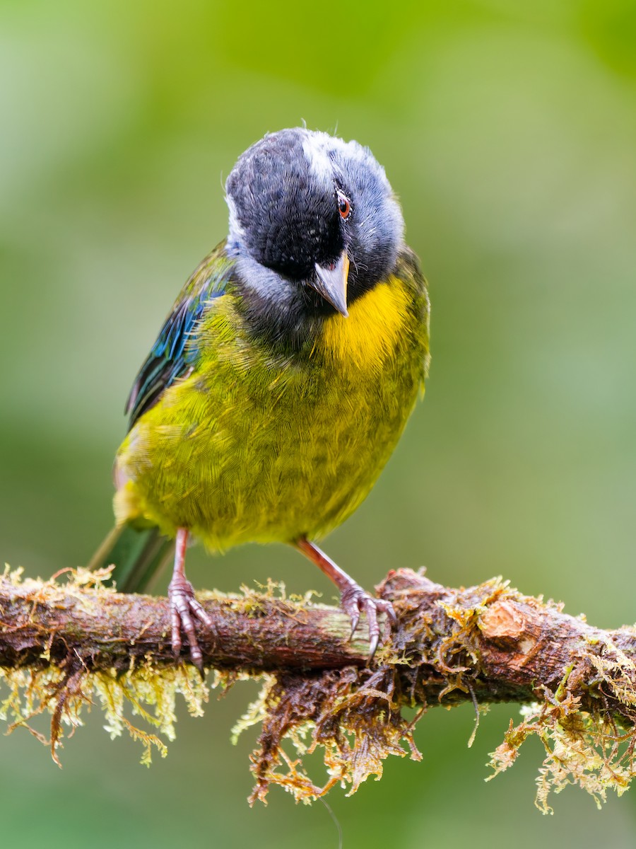 Moss-backed Tanager - ML646454267