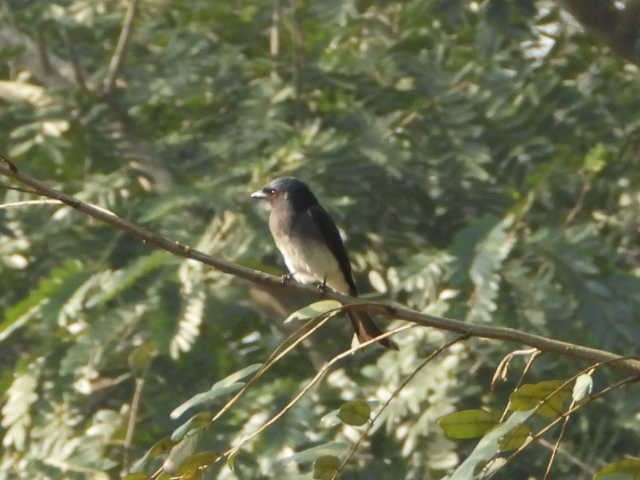 Ak Karınlı Drongo - ML646454268