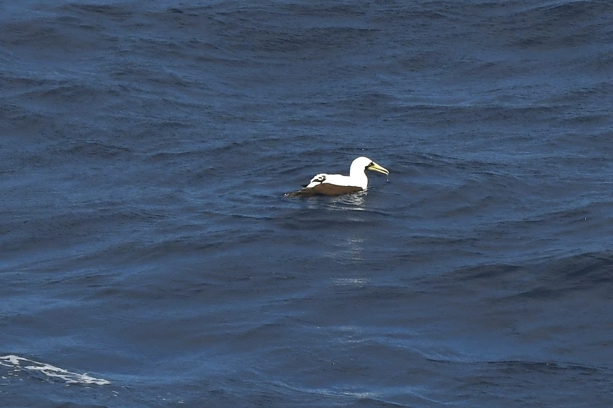 Masked Booby - ML646454269