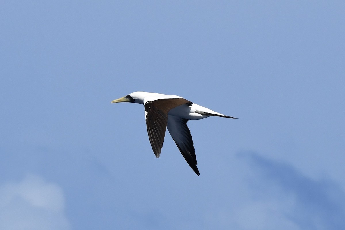 Masked Booby - ML646454270