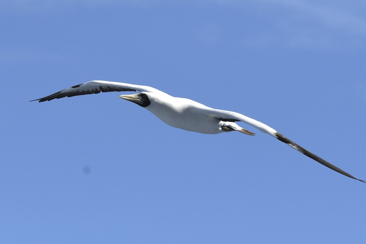 Masked Booby - ML646454271
