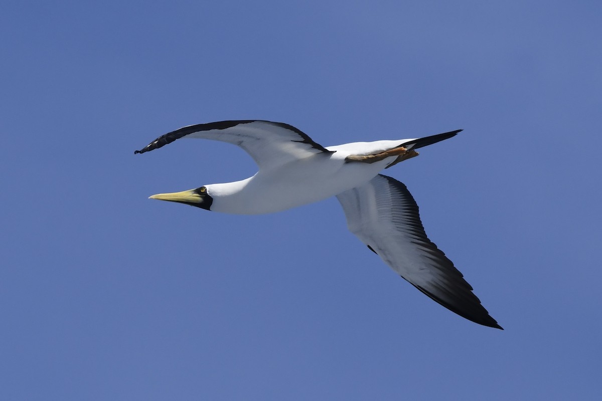 Masked Booby - ML646454272
